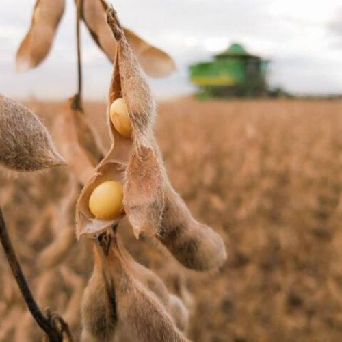 Tocantins se destaca como o estados que mais produz soja entre o Matopiba