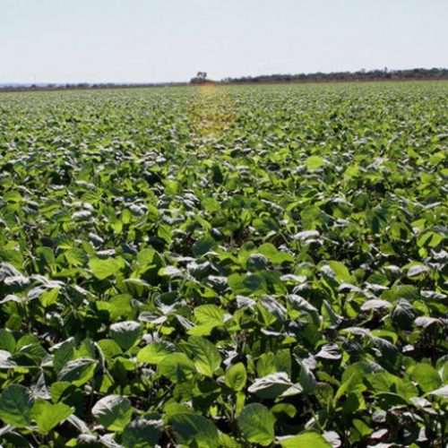 Exclusivo: no Tocantins Agro se destaca, mostra força e secretário explica porque