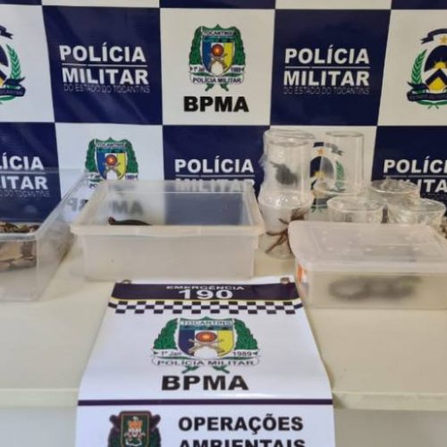 Carga com 40 animais silvestres é interceptada em empresa de transportes em Palmas