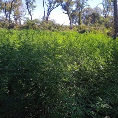 PM Ambiental encontra aproximadamente 2 mil pés de maconha Ã s margens de rio no Tocantins