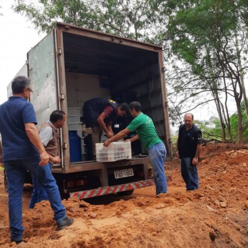 Em operação, MPTO e Procon autua 17 estabelecimentos de Colinas por venda de produtos impróprio para consumo