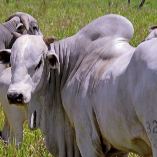 Mercado do Gado no Tocantins ganha redução da base de cálculo do ICMS