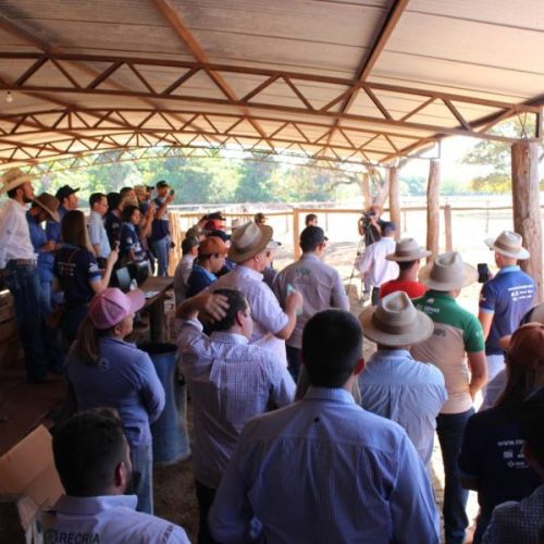 Prova de ganho de peso em Silvanópolis destaca o melhor do nelore no Estado do Tocantins