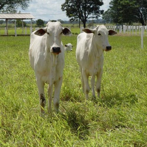 Com desvalorização do real e oferta de gado menor, mercado do Boi Gordo pode sofrer alta em agosto