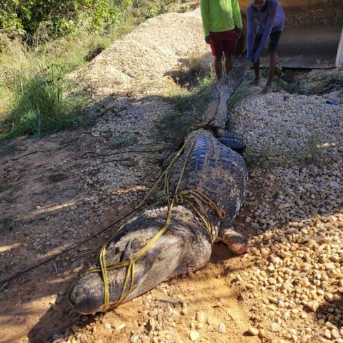 Jacaré de 4 metros é encontrado em mineradora de Luzimangues; resgate precisou de um caminhão