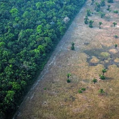 Nova fronteira agrícola vira nova fronteira do desmatamento; relatório aponta perda de 23,6% da vegetação do Matopiba