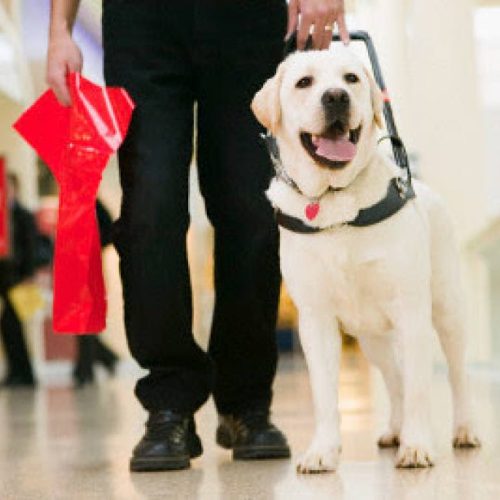 Capim Dourado Shopping agora serÃÂ¡ Pet Friendly