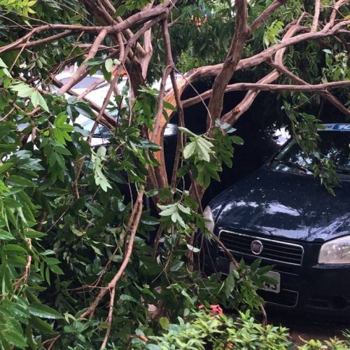 Chuva com ventania derruba árvores e causa estragos em Araguaína; Vídeo