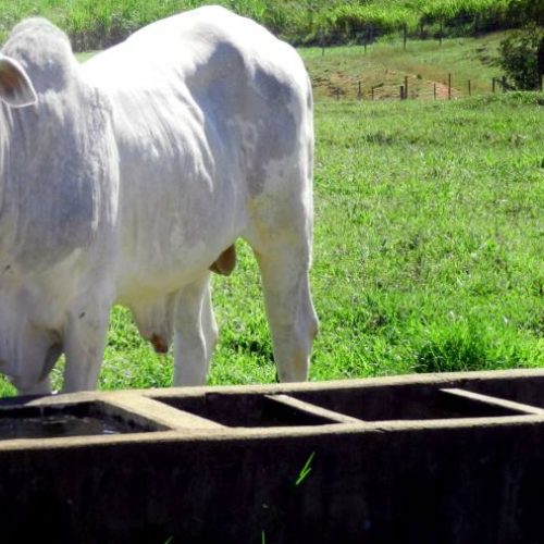 Especialista explica cenário do mercado do Boi Gordo para os próximos meses