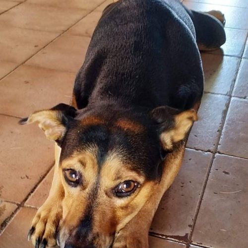 Vídeo mostra cachorra sendo atropelada por motorista em Arapoema