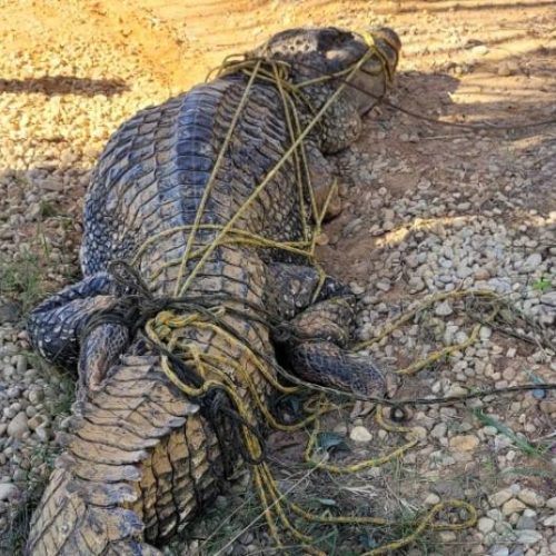 Bombeiros Militares contabilizam resgate de mais de 1.046 resgate de animais silvestres e domésticos este ano