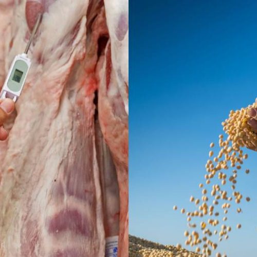 Analista explica cenário das exportações de carne bovina e grãos no estado do Tocantins; confira os dados