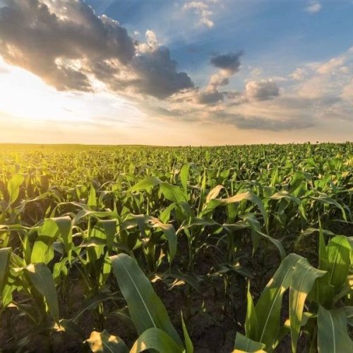 Novo Boletim de Monitoramento Agrícola é divulgado pela Conab; confira