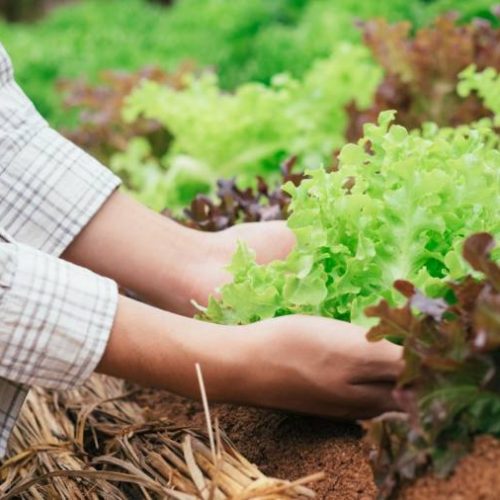 TAC firmado entre MPTO e produtores rurais prevÃª pagamento de multa e recomposição de áreas protegidas