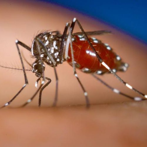 Apesar da redução de casos dengue no Tocantins, gerente de VigilÃ¢ncia das Arboviroses alerta para cuidados redobrados