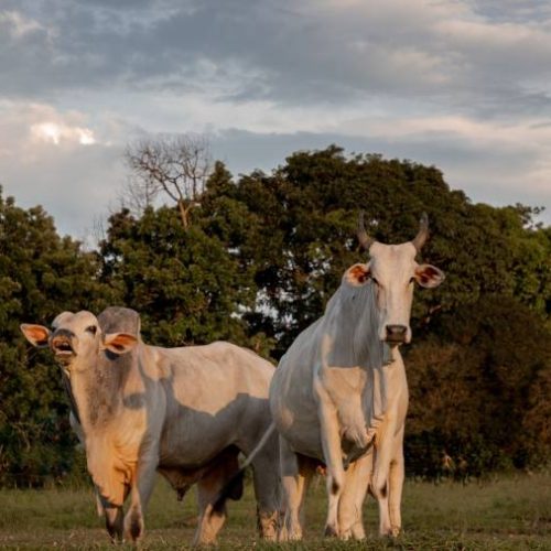 Mercado de reposição do Boi Gordo chama atenção pelo recuo na primeira semana de fevereiro;  7% para bezerros e 7,02 para boi magro