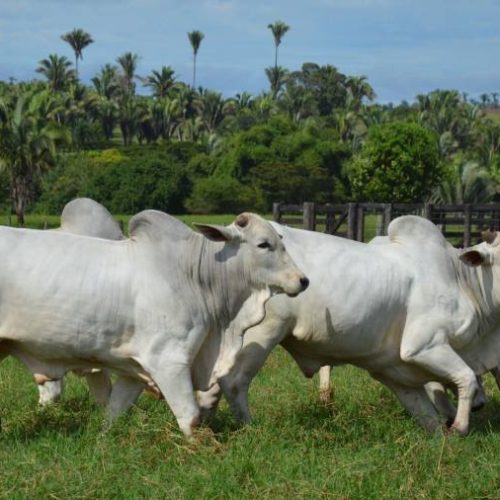 Boi gordo registra recuo de 2,76% nas praças pecuárias