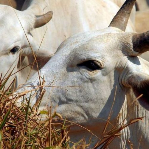 Doença da vaca louca em animal no Pará reforça importÃ¢ncia de medidas preventivas no setor pecuário