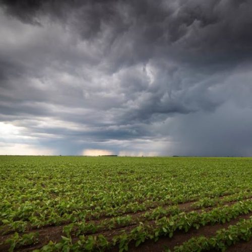 Produtores da região Noroeste celebram chuva acima da média "Não tem soja ruim esse ano no Tocantins, todo mundo tem soja boa"