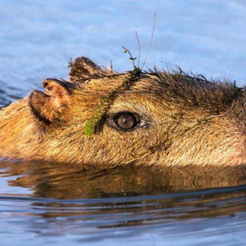 Direitos de Uma Capivara