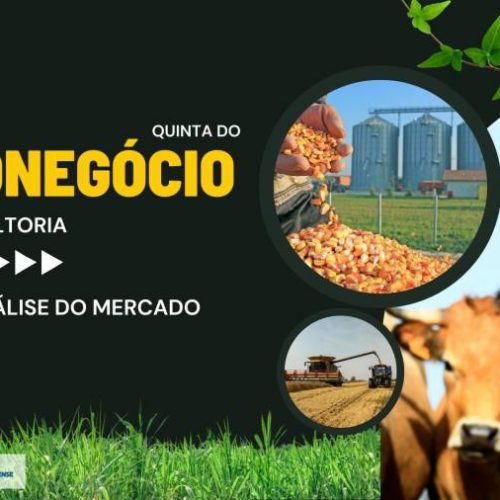 Mercado do Boi Gordo e Grãos no Tocantins são temas de análise da Scot consultoria; assista