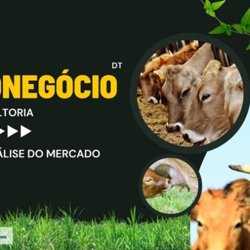 Ofertas compassadas e demanda interna fraca; confira a análise do mercado agropecuário em Tocantins