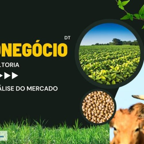 Mercado do Boi Gordo e de Grãos no Tocantins são tema de análise da Scot Consultoria; confira