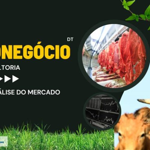 Acompanhe a cotação do Boi gordo nesta primeira semana de Agosto