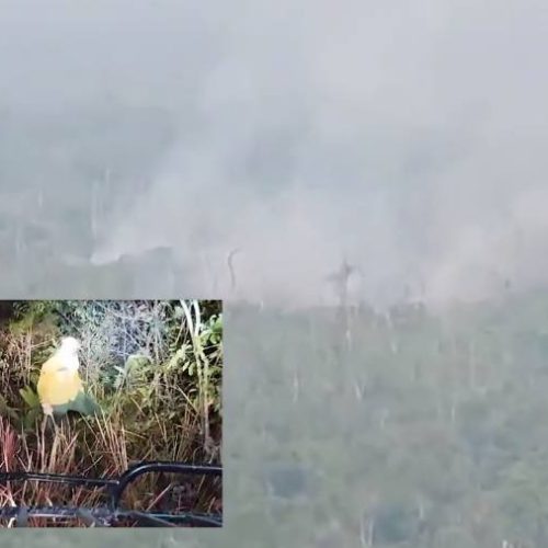 IncÃªndio na Ilha do Bananal coloca em risco vida de indígenas isolados