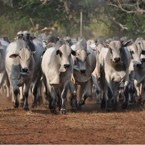 Agro: Acompanhe a cotação do Boi gordo nesta semana