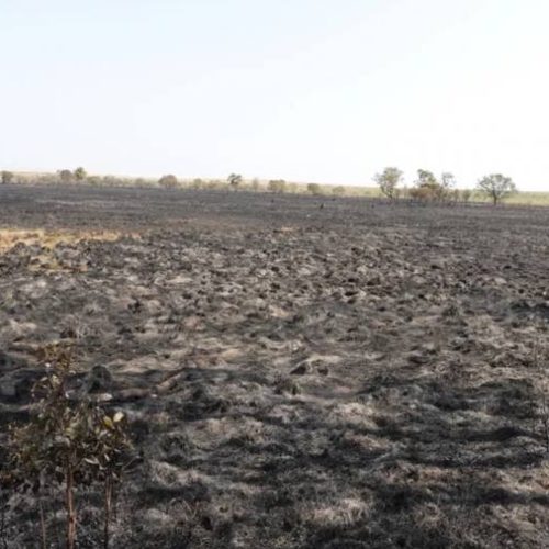 Fogo destrói campo de capim dourado no Jalapão um dia antes da colheita coletiva