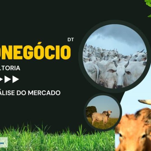 Boi Gordo: Mercado estável e expectativas dos números de exportação mensal