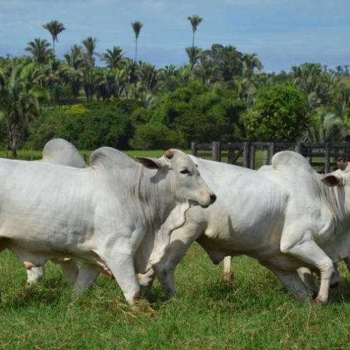 Scot Consultoria: confira a análise do mercado bovino no estado do Tocantins e exportação de Carne In Natura