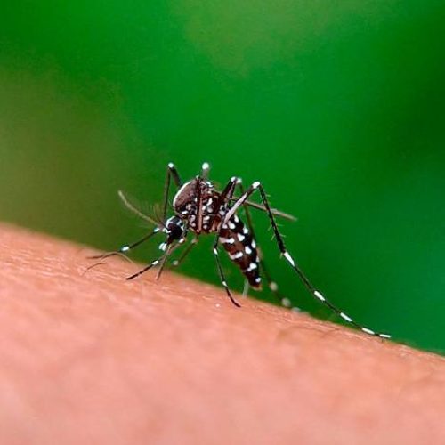 Dengue: período de chuvas acende alerta para aumento de casos no Tocantins