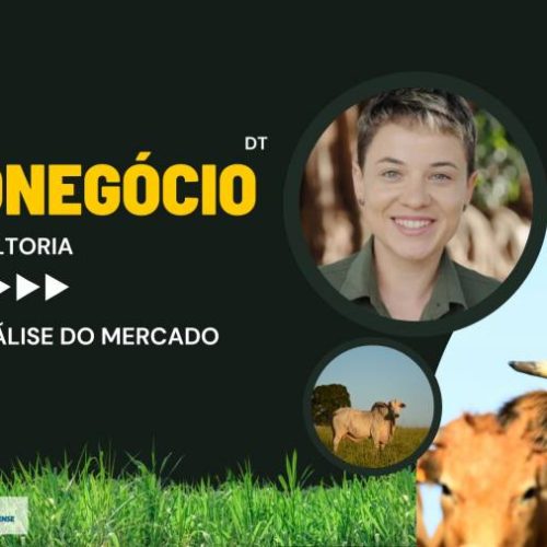 Scot Consultoria: confira a análise do mercado bovino no estado do Tocantins; preço brutos Ã  vista, Norte e Sul