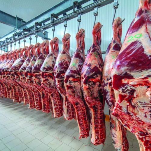 Desempenho das exportações brasileiras de carne bovina in natura supera expectativas no primeiro mÃªs do ano