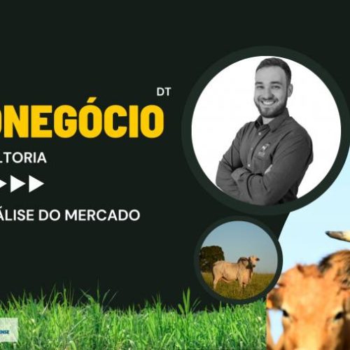 Confira o mercado do Boi Gordo no TO após o feriado de Carnaval