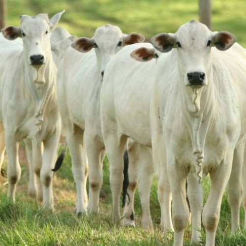 Mercado do boi gordo em Tocantins segue pressionado; confira as cotações na região norte e sul do estado