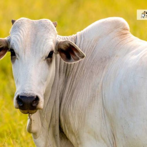 Boi Gordo, Vaca e Novilha | confira a análise do mercado pecuário nas regiões norte e sul do estado do Tocantins