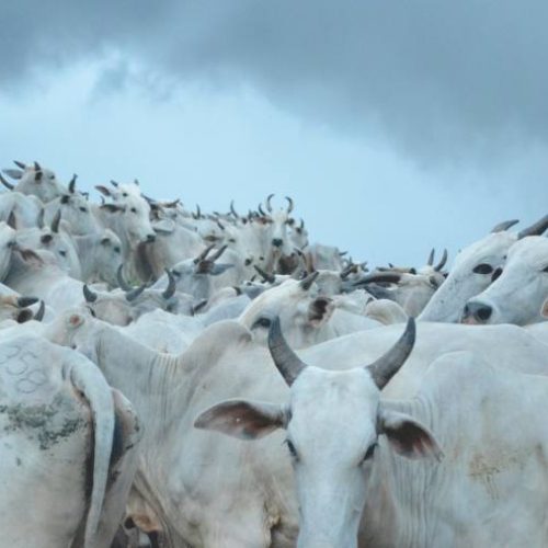 Mercado do boi gordo em Tocantins segue retraído; confira as cotações na região norte e sul do estado