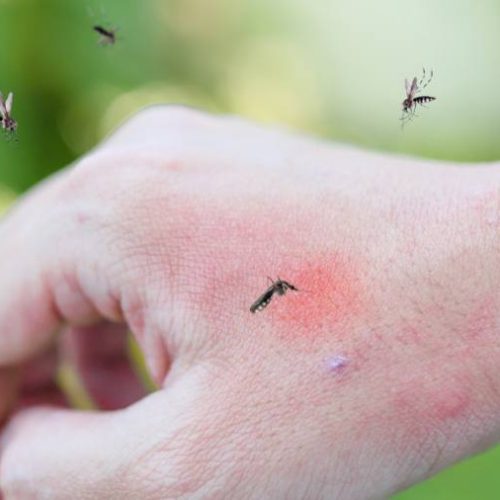 Aumenta casos de doenças ligadas ao Aedes aegypti no TO; Dengue e Zika lideram números de casos comparado a 2023