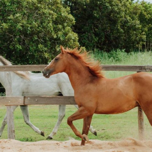 Adapec passa a exigir o cadastro obrigatório para cavalgada e tropeada no Tocantins