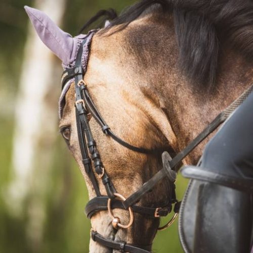 MPTO expede recomendação para evitar maus-tratos a animais e transtornos Ã  população durante cavalgada em Gurupi