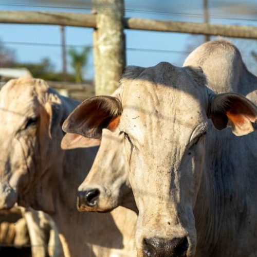 Mercado do boi gordo em Tocantins segue estável; confira as cotações na região norte e sul do estado