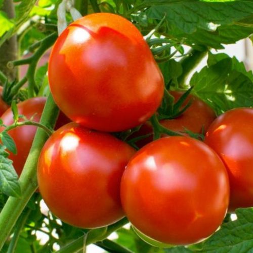 Produção de tomate industrial enfrenta desafios em 2024, aponta associação