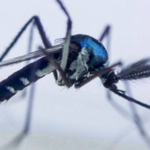 Conheça o novo virus parecido com dengue e chikungunya que está preocupando especialistas de saúde em todo país