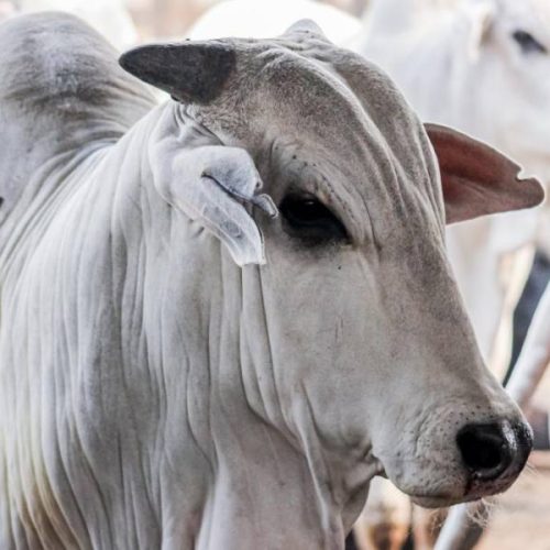 Mercado Agropecuário do Tocantins: entenda a queda nos preços da pecuária e estabilidade nos grãos