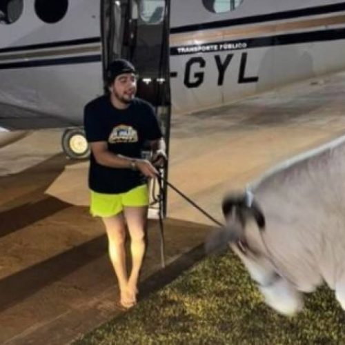 Troco: Nattanzinho tenta levar vaca de Henrique e Juliano dentro de  avião; confira o vídeo