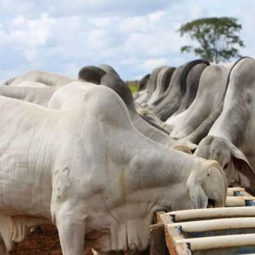 Especialista explica a situação do mercado agropecuário nesta semana; confira