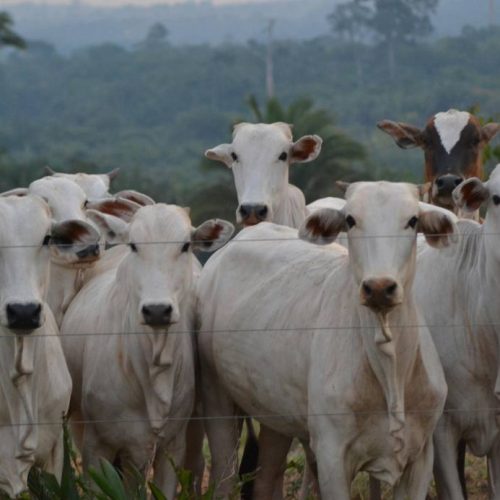 Começa a temporada de feiras agropecuárias no TO; saiba tudo sobre o  assunto